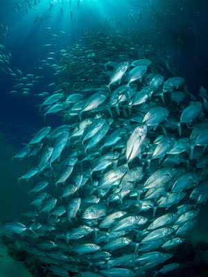 Fish Tornado by Danny Ocampo