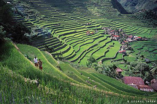 Banaue Rice Terraces