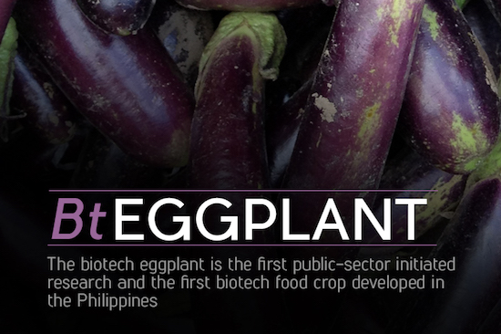 Bt Eggplant