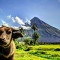 Mayon Volcano