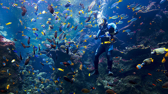 Diving