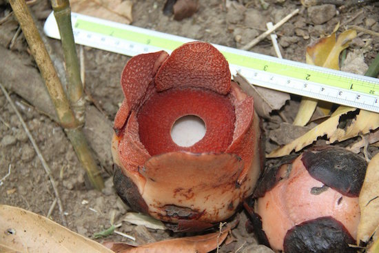 R. consueloae