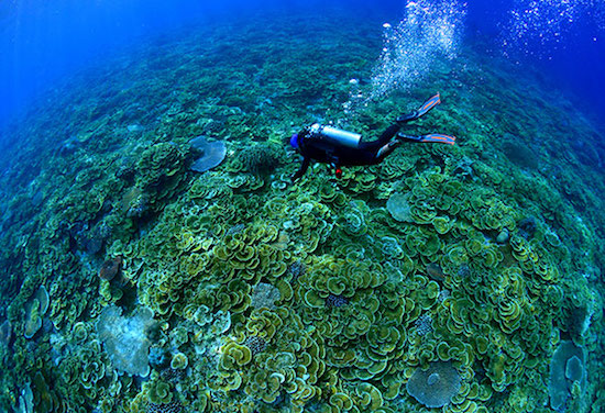 Tubbataha Reef
