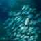 Fish Tornado by Danny Ocampo