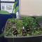 20171006-aquaponics