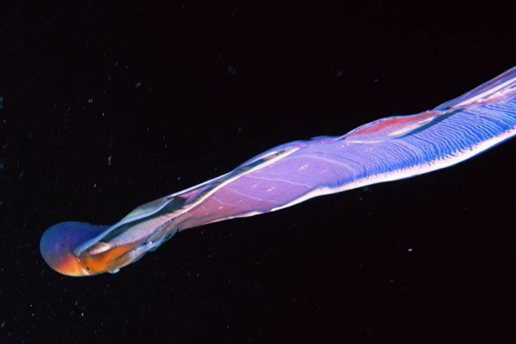 Rare rainbow-colored Blanket Octopus caught on diver's camera in Romblon waters - Good News