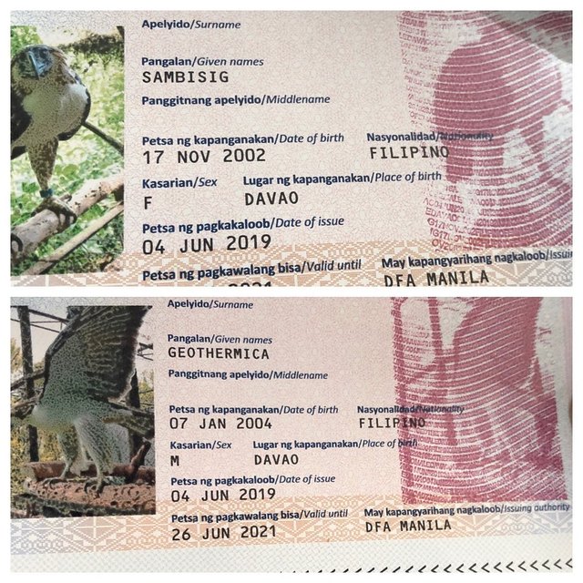 Philippine Eagles Geothermica and Sambisig