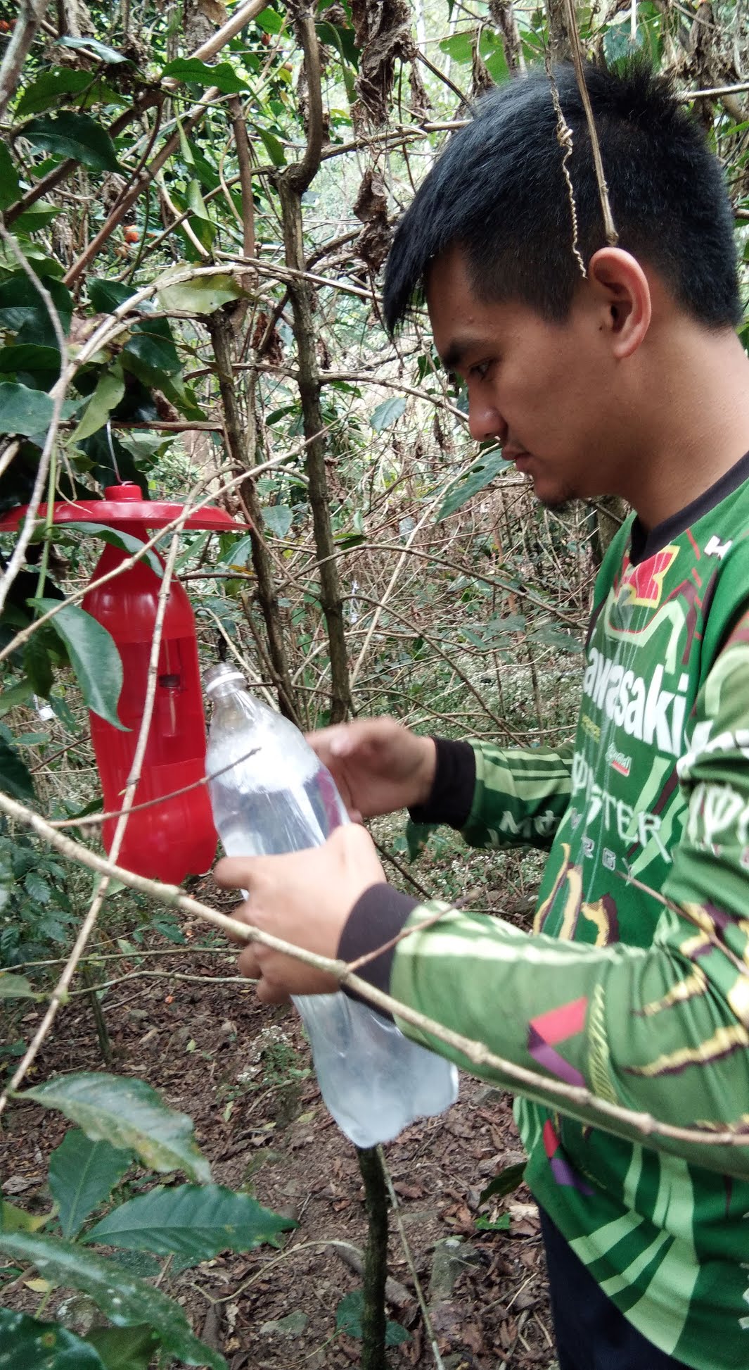Lure trap coffee pest