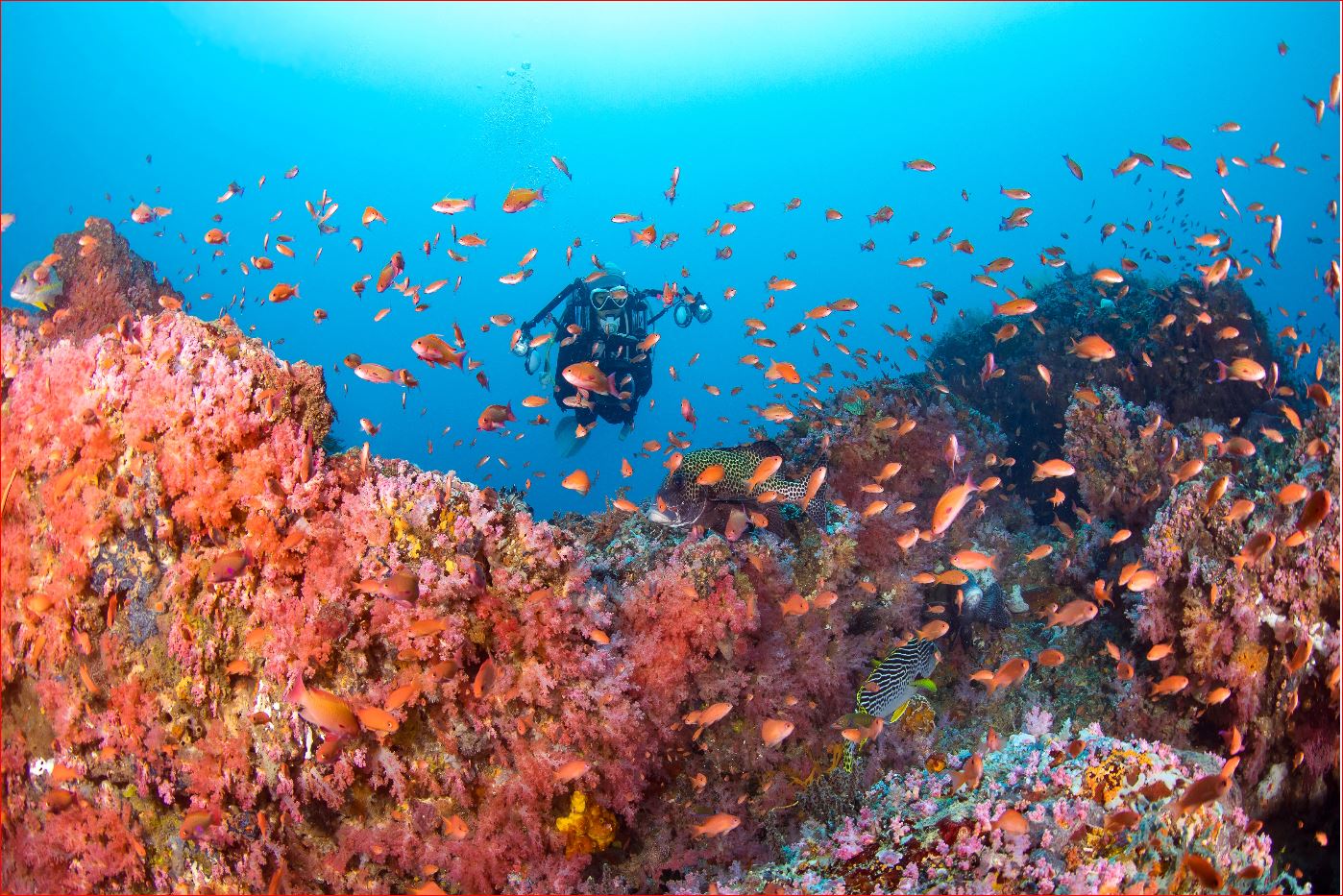 Puerto Galera's marine life