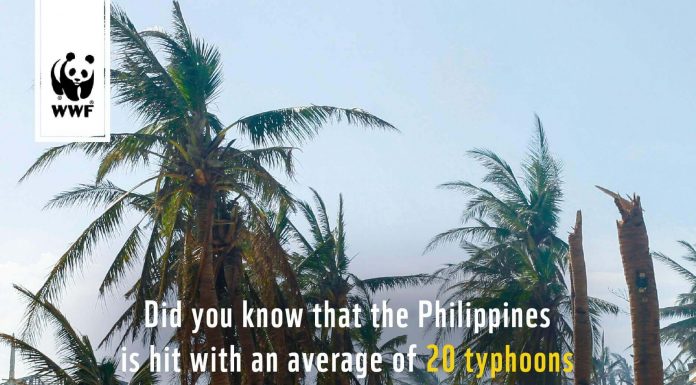 WWF typhoons