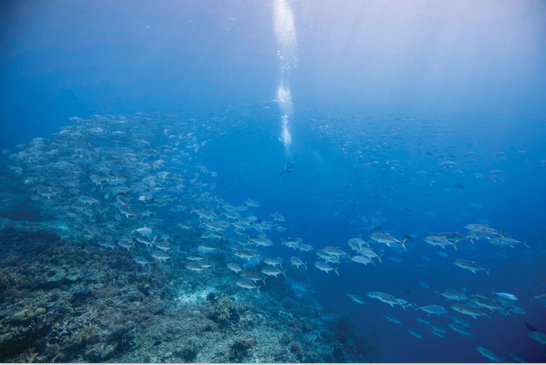 Premier Diving destination World Travel Awards