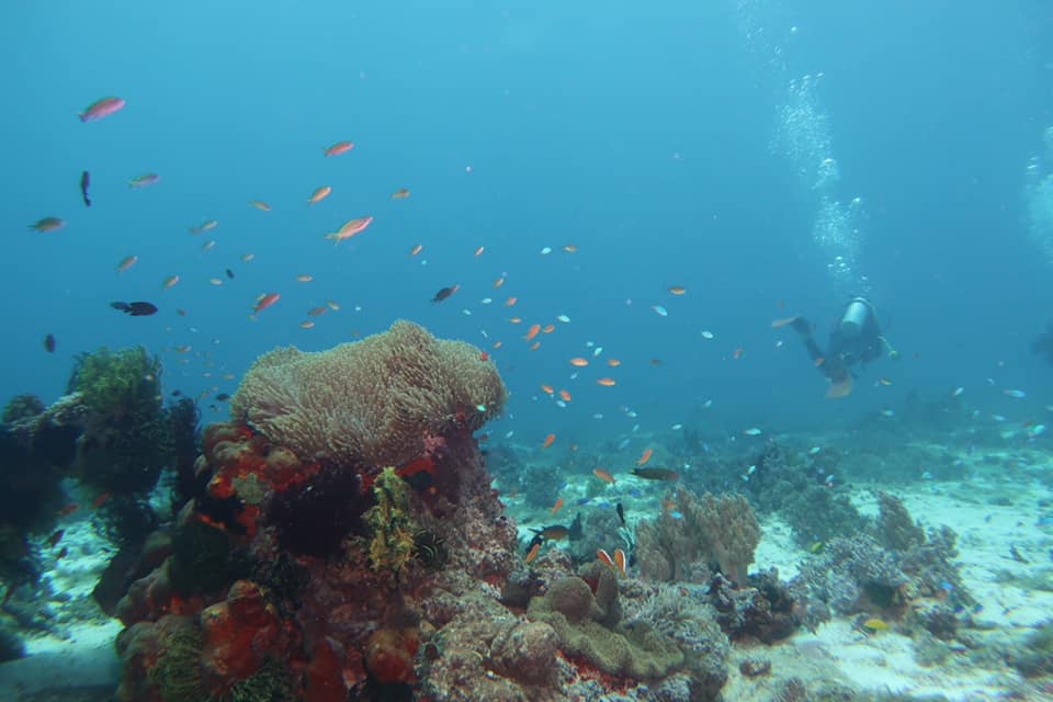 Philippine marine species