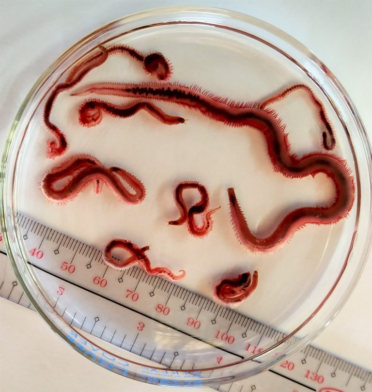 Mud cleaner worm