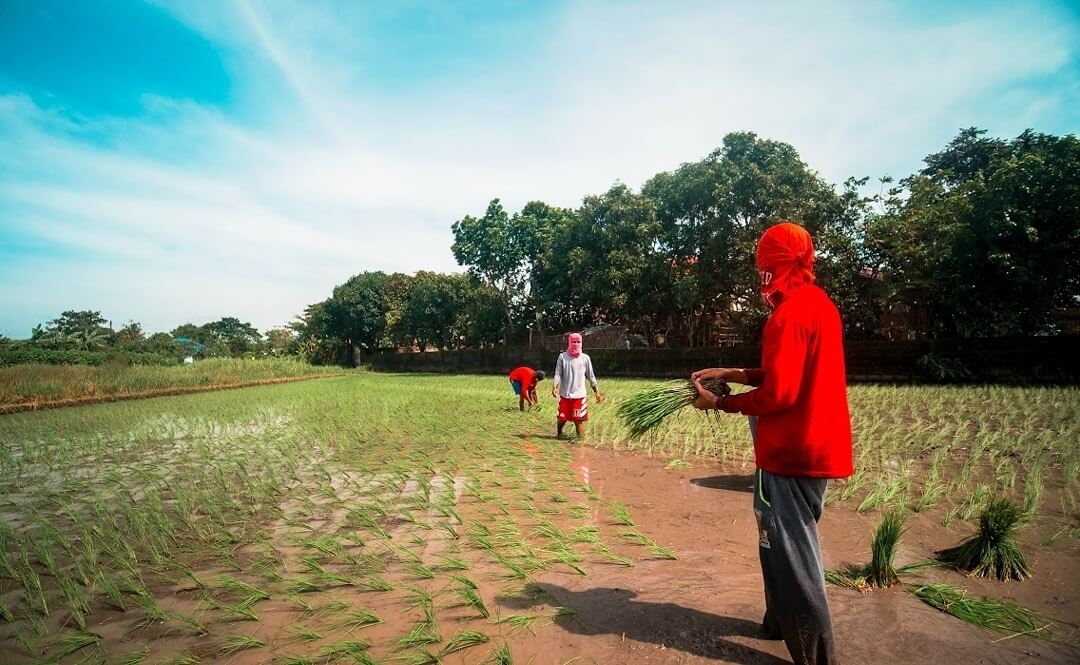 Pinoy farming Cropital