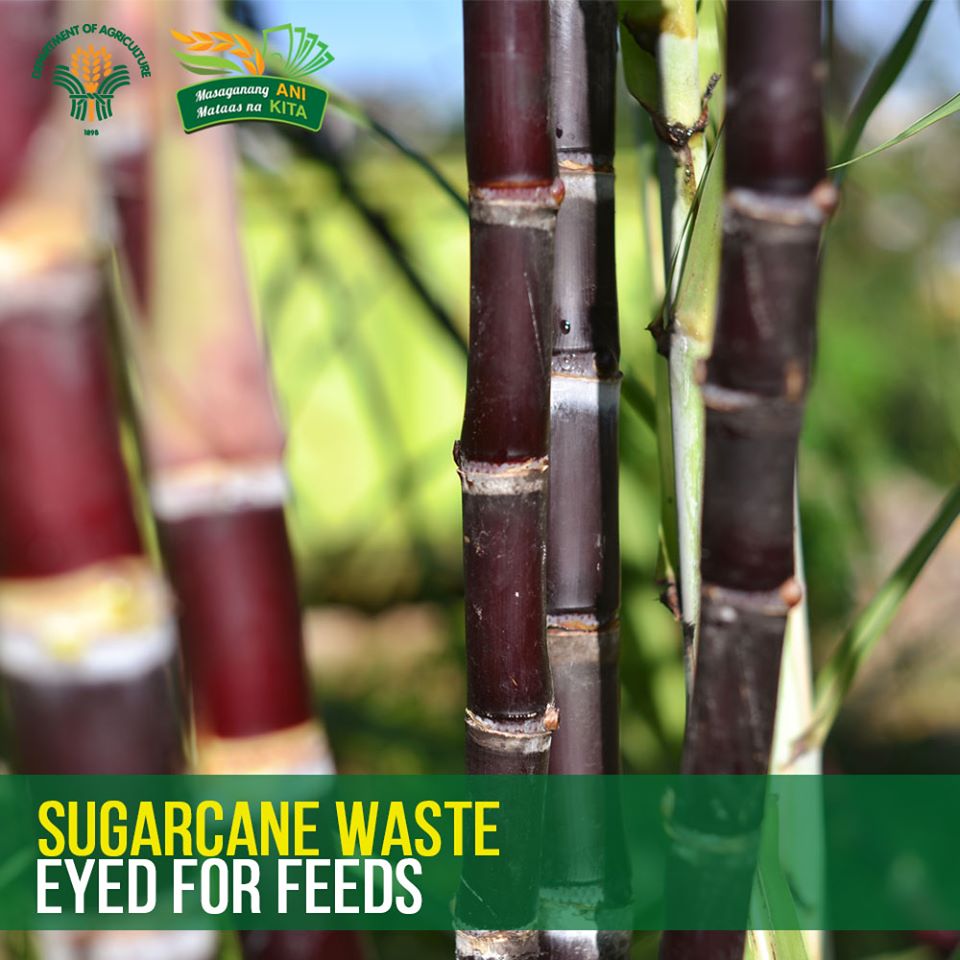 Sugarcane waste