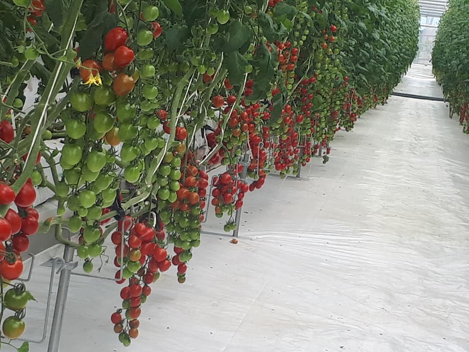 Fruits Veggies for nCov Fruits Veggies for nCov