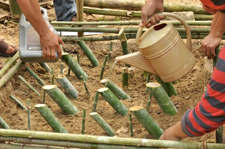 Bamboo high value crop