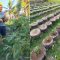 Fr. Rex Ramos used tires for his vegetable garden. Photo courtesy of Fr. Rex Ramos.