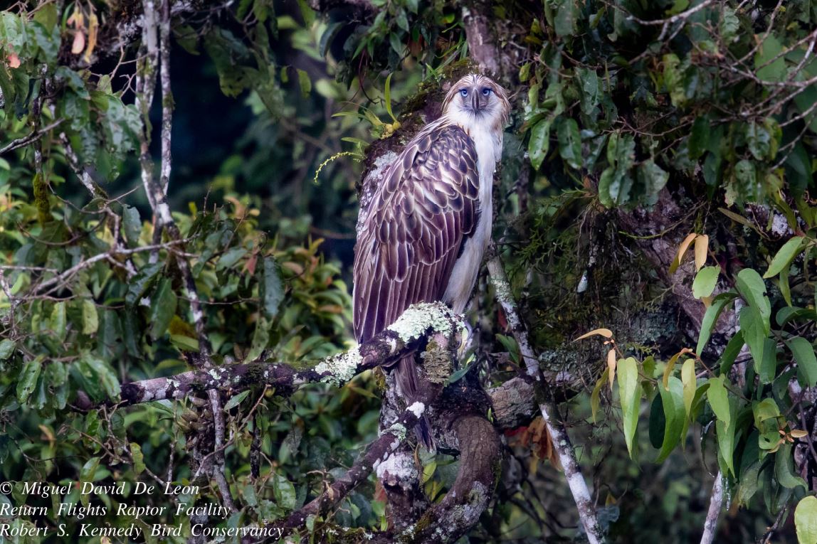 Philippines endemic wildlife