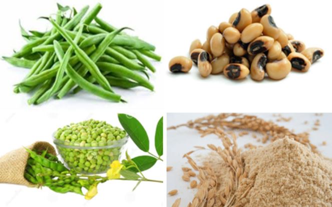 Plant based protein