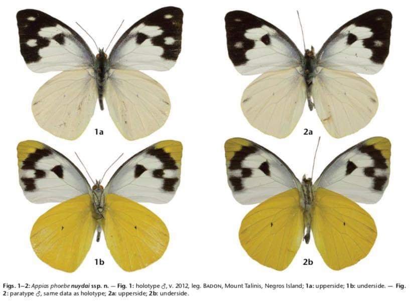 Jade Aster Badon Butterfly species Jade Aster Badon Butterfly species