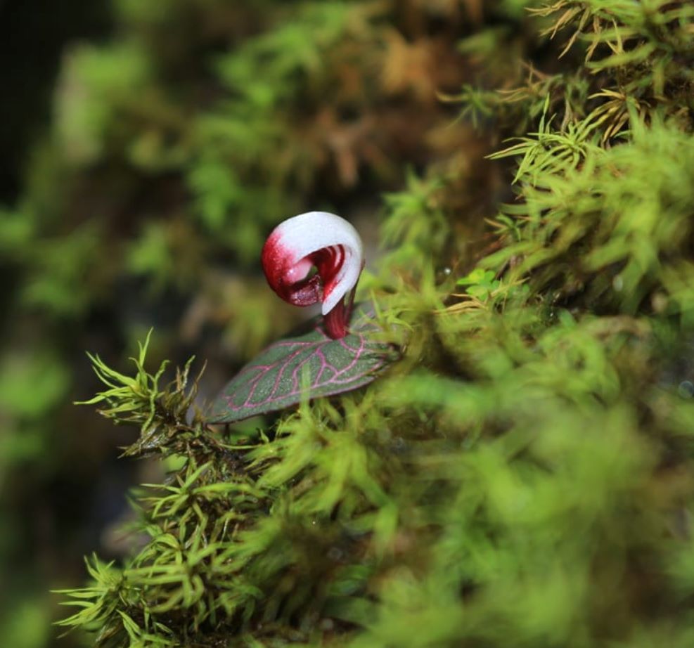 Palawan helmet orchid
