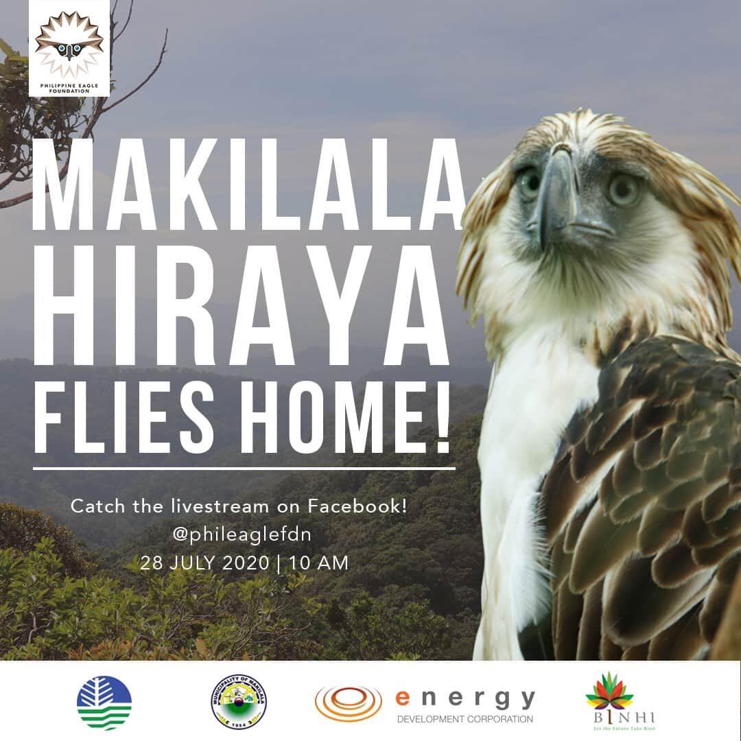 Philippine Eagle Makilala Hiraya Philippine Eagle Makilala Hiraya