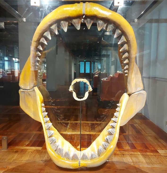 Megalodon tooth fossil Bohol
