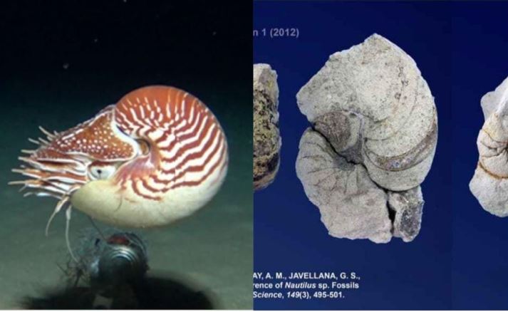 Philippines oldest Nautilus
