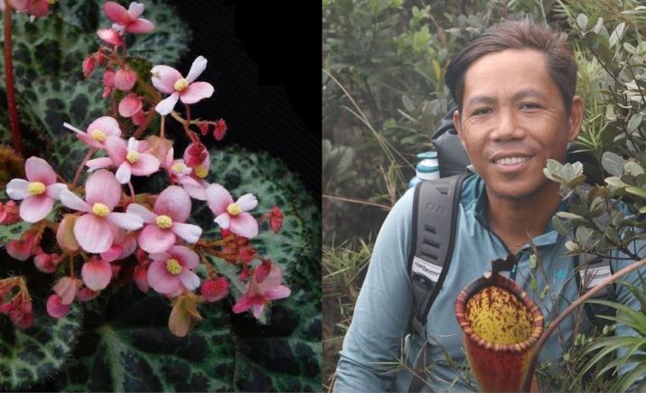 El Nido new discovered wildflower El Nido new discovered wildflower