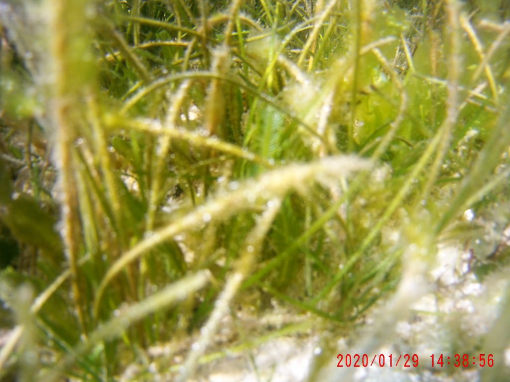 Boracay Seagrass
