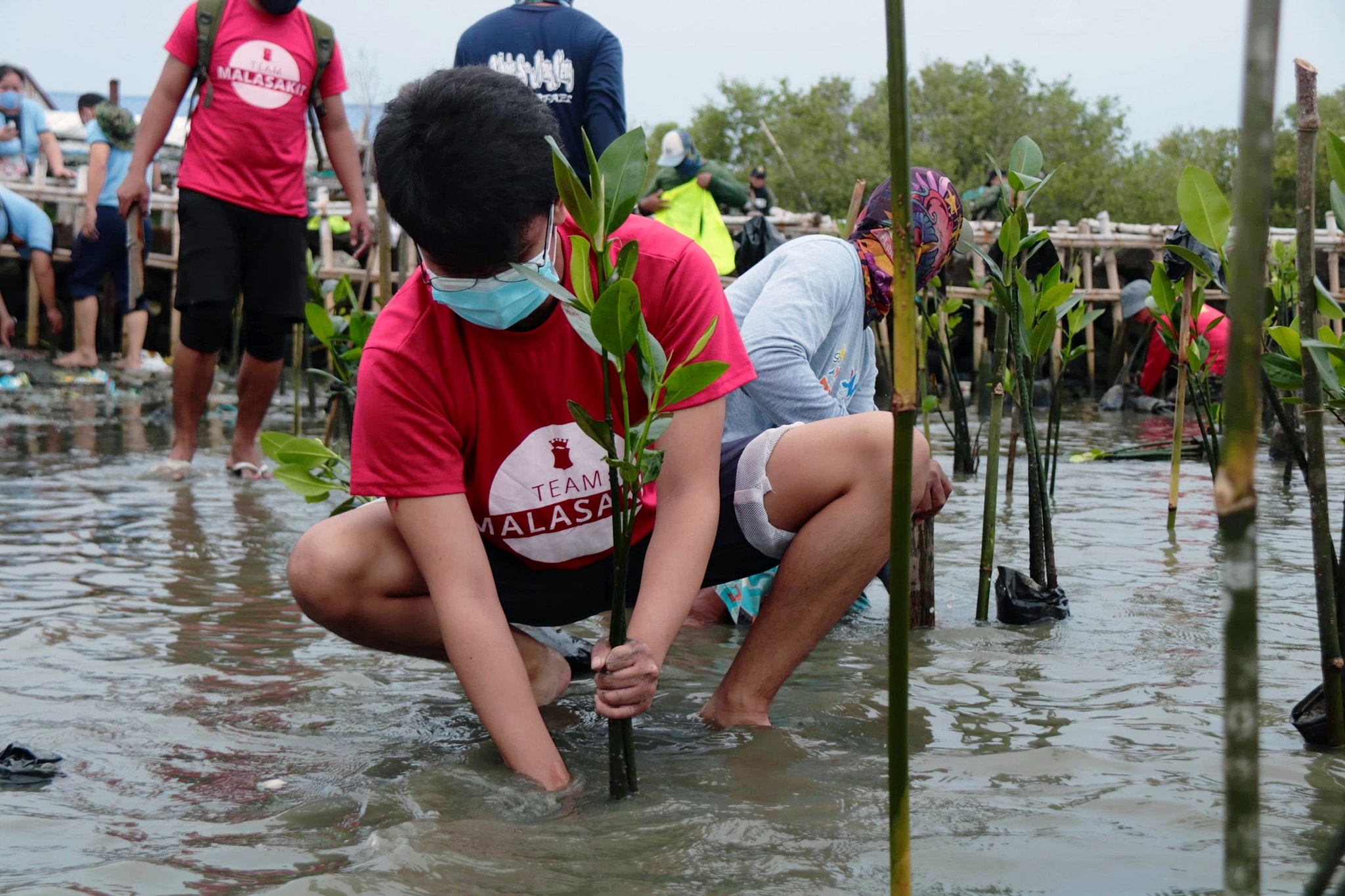 Manila Bay mangrove rehabilitation