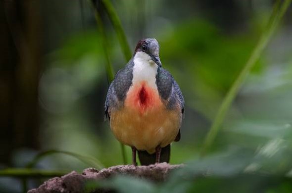 Bleeding-Heart doves