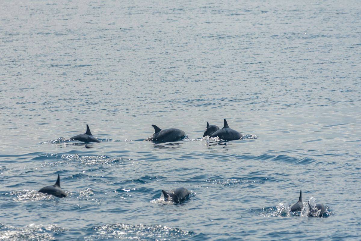 Dolphins, dugong spotted on Sarangani Bay