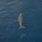Dugong