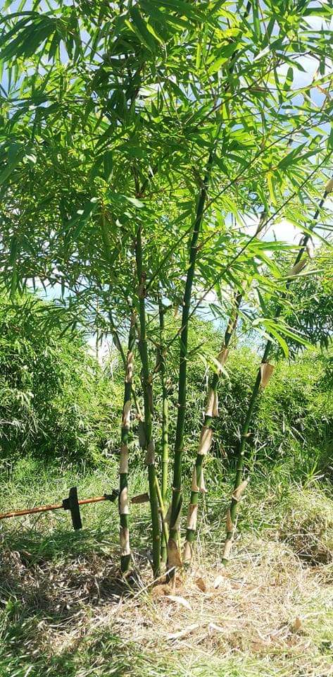 Lubao Bamboo Hub and Ecopark tree planting