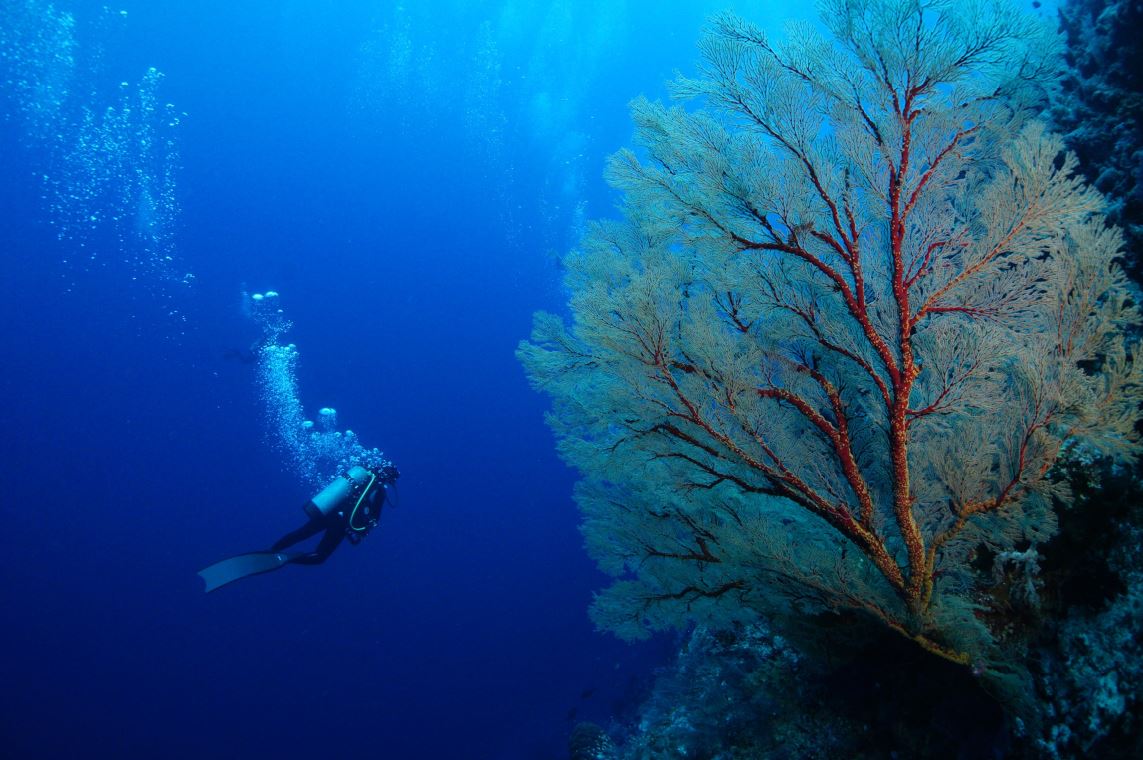 Lonely Planet's spectacular dive Palawan Cebu