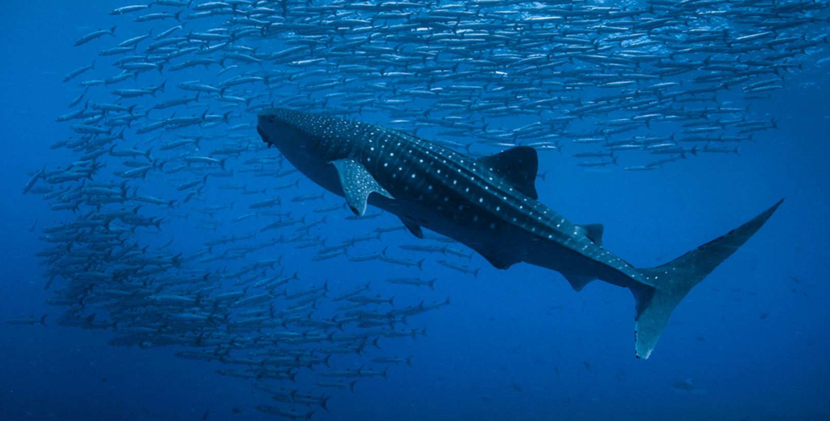 New whale sharks in Donsol