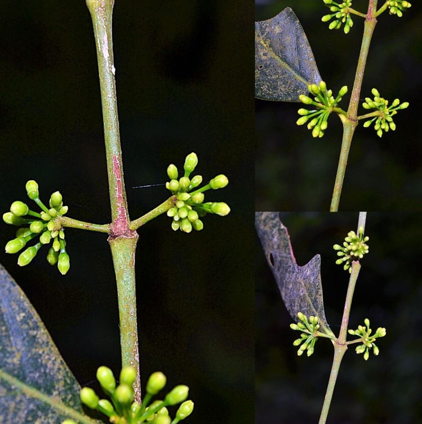 Mount Arayat's new plant species Mount Arayat's new plant species