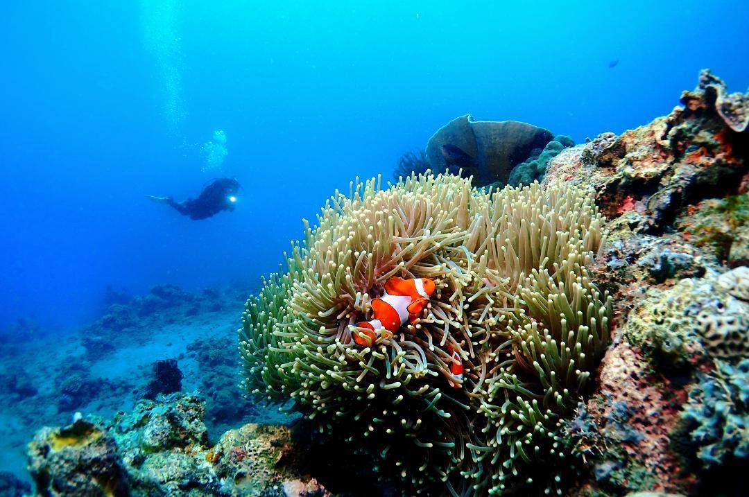 Batangas dive spots reopen