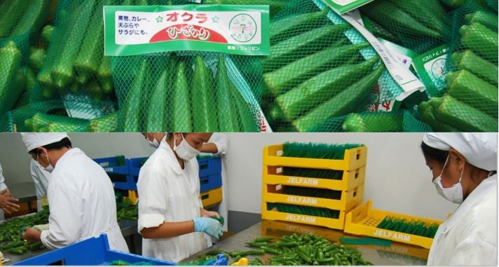 Tarlac farmers export okra to Japan