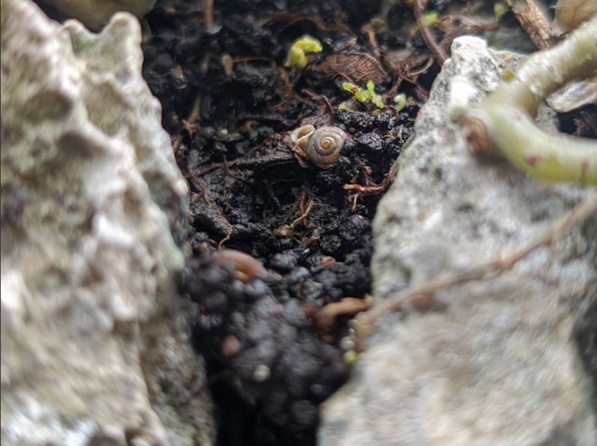 Masungi Georeserve snail species
