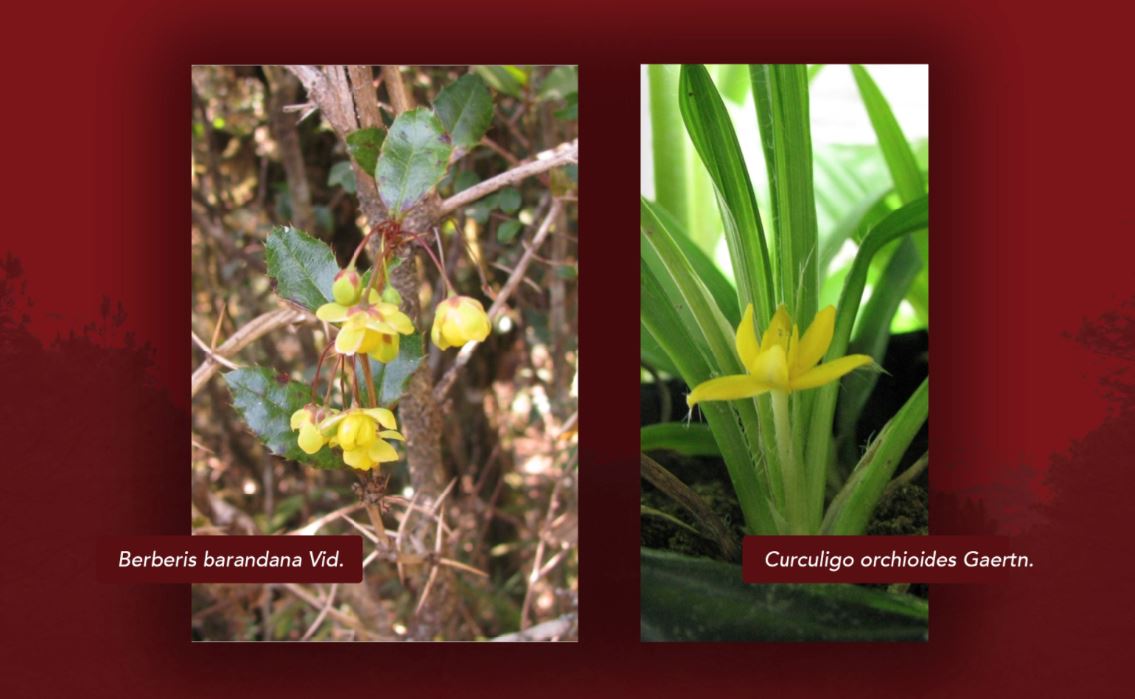 Medicinal plants COVID 19 treatment