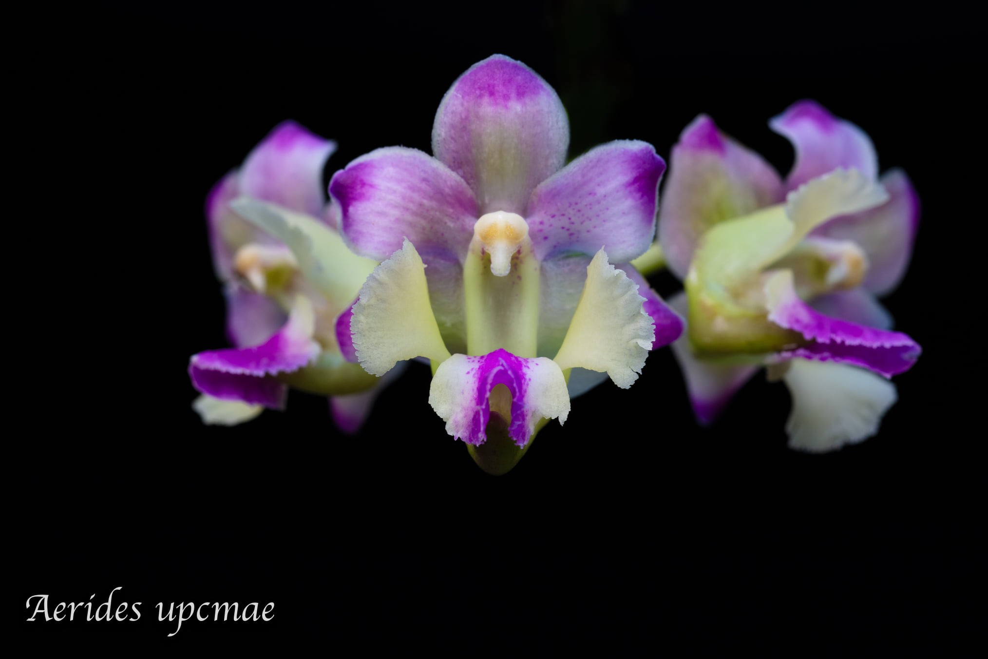 Aerides upcmae