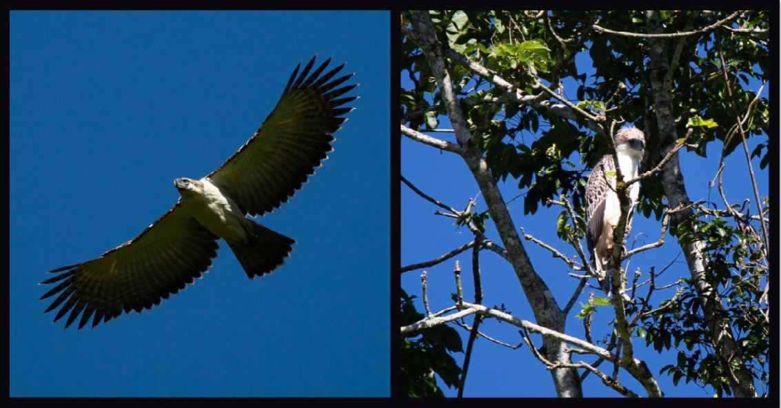 New family of endangered Philippine eagles found in Davao Oriental
