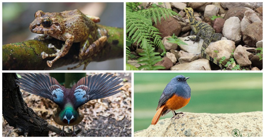 Philippine wildlife species Philippine wildlife species