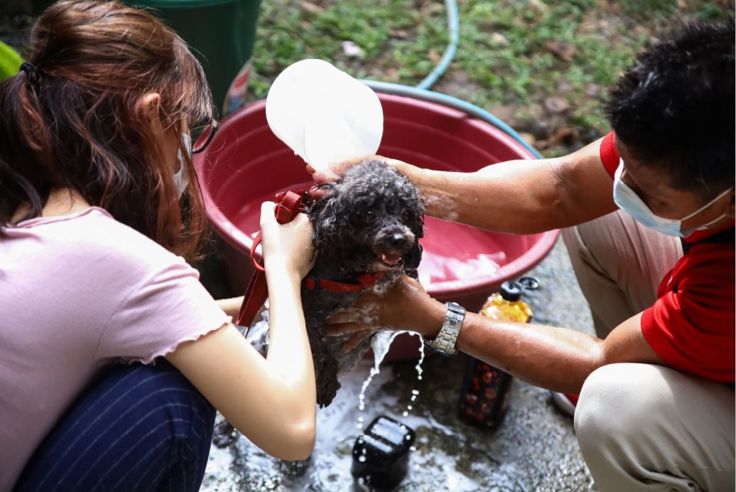UP emotional support dogs