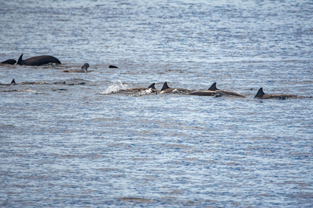 Sarangani Bay dolphins and whales
