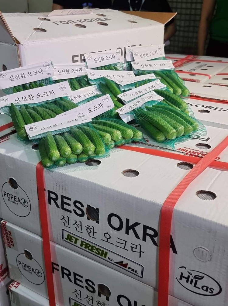 Filipino farmers exporting okra to South Korea