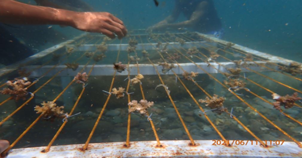  Marinduque Coral reef restoration